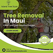 Emergency Tree Removal Services In Maui - Island Tree Style