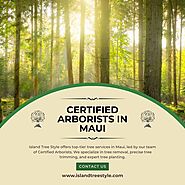 Certified Arborists In Maui - Island Tree Style
