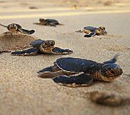 Gujarat to release 70,000 turtle hatchlings