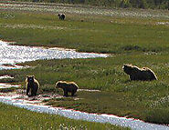 Alaska Fishing Trips And Chinitna Bay Bear Tours | Bear Viewing Alaska