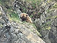 Bear Viewing Report – 13th June 2022 | Bear Viewing in Alaska
