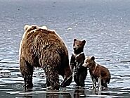 Bear Viewing Report – 17th June 2022 | Bear Viewing in Alaska