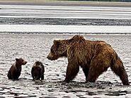 Bear Viewing Report – 18th June 2022 | Bear Viewing in Alaska