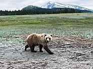Bear Viewing Report – 19th June 2022 | Bear Viewing in Alaska