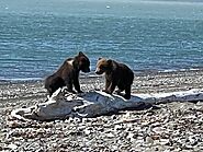 Bear Viewing Report – 23th June 2022 | Bear Viewing in Alaska