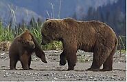 Bear Watching Alaska: What Should You Expect?