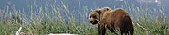 Bear Viewing in Alaska Profile on Citypages.pro