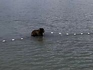 Bear Viewing Report – 16th August 2022 | Bear Viewing in Alaska