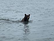 Bear Viewing Report – 18th August 2022 | Bear Viewing in Alaska