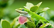 Best Reptiles to Keep as Pets