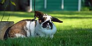 15 Breeds of Pet Rabbits, Because There Are a Number to Choose From