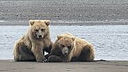 Alaska Bear Viewing Report - 30th July 2022 - Alaskan Gamefisher