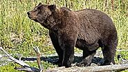 Alaska Bear Viewing Report - 03 September 2022 - Alaskan Gamefisher
