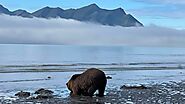 Alaska Bear Viewing Report - 30 Aug 2022 - Alaskan Gamefisher