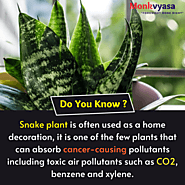 Snake Plant Benefits At Home