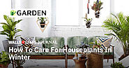 How to care for houseplants in winter — Walls & Leafs Journal