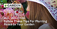 Follow these tips for planting roses in your garden — Walls & Leafs Journal