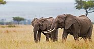 Afrika-Reisen 2022: Urlaub & Touren | Reiseveranstalter Elefant-Tours