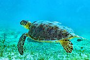 Sea Turtle