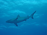 Grey Reef Shark