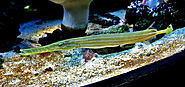 Chinese trumpetfish