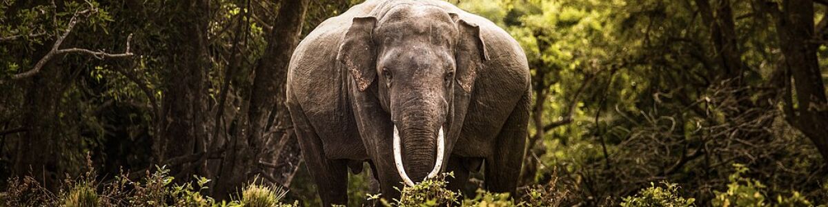 Headline for Discover 7 National Parks In Sri Lanka That Offer The Wildest Safari Adventures