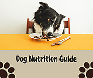 Dog Nutrition: Are You Feeding Your Dog the Right Things?