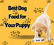 Choosing the Best Dog Food for Your Puppy