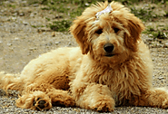 What is the best puppy food for Goldendoodles?