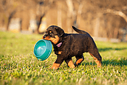 What Is the Best Dog Food for a Rottweiler Puppy?