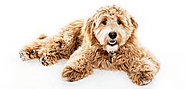 How to Choose the Right Dog Food for a Goldendoodle?