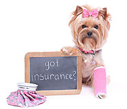Importance of Pet insurance | Just 4 Pet Care