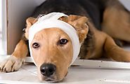 Time to make your dog's first aid kit | Just 4 Pet Care