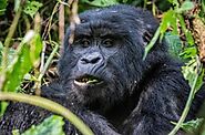 You Need to Know Everything about Chimpanzee Viewing at Gorilla Safaris Uganda