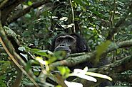 Chimpanzee Tracking in Uganda — Chimp Trekking Adventures