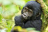 Gorilla Trekking in Uganda — Customised Gorilla Safaris