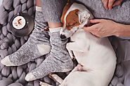 4 Reasons Why Your Dog Sleeps on Your Legs | Dog Lover's Towel