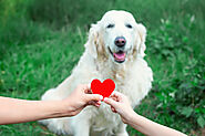5 Ways to Keep Your Senior Dog Healthy & Fit
