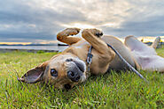 Why Does My Dog Roll in the Grass? | Unravelling the Mystery for Dog Lovers