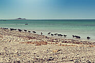 Masirah Island