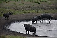 Kafue National Park