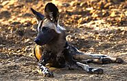 Lower Zambezi National Park