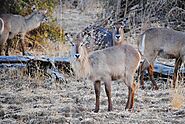 South Luangwa National Park