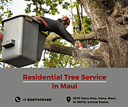 Residential Tree Service in Maui - Island Tree Style