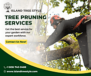 Tree Pruning Service in Maui - Island Tree Style