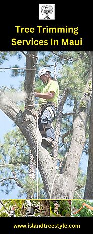Expert Maui Tree Trimming Services - Island Tree Style