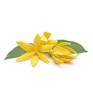 Buy Pure Organic Ylang Ylang Oil Online at Best Wholesale Price from Manufacturer | Moksha – Moksha Lifestyle Products