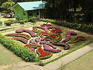 Take a Stroll at Hakgala Botanical Gardens