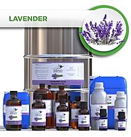Lavender 40/42 Essential Oil from Manufacturers & Wholesale Supplier | Essential Natural Oils