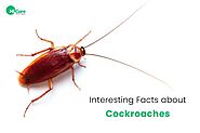 Facts about Cockroaches